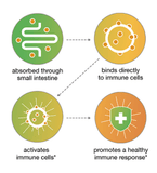 youtheory Immune+ Daily Wellness, 150 Vegetarian Capsules